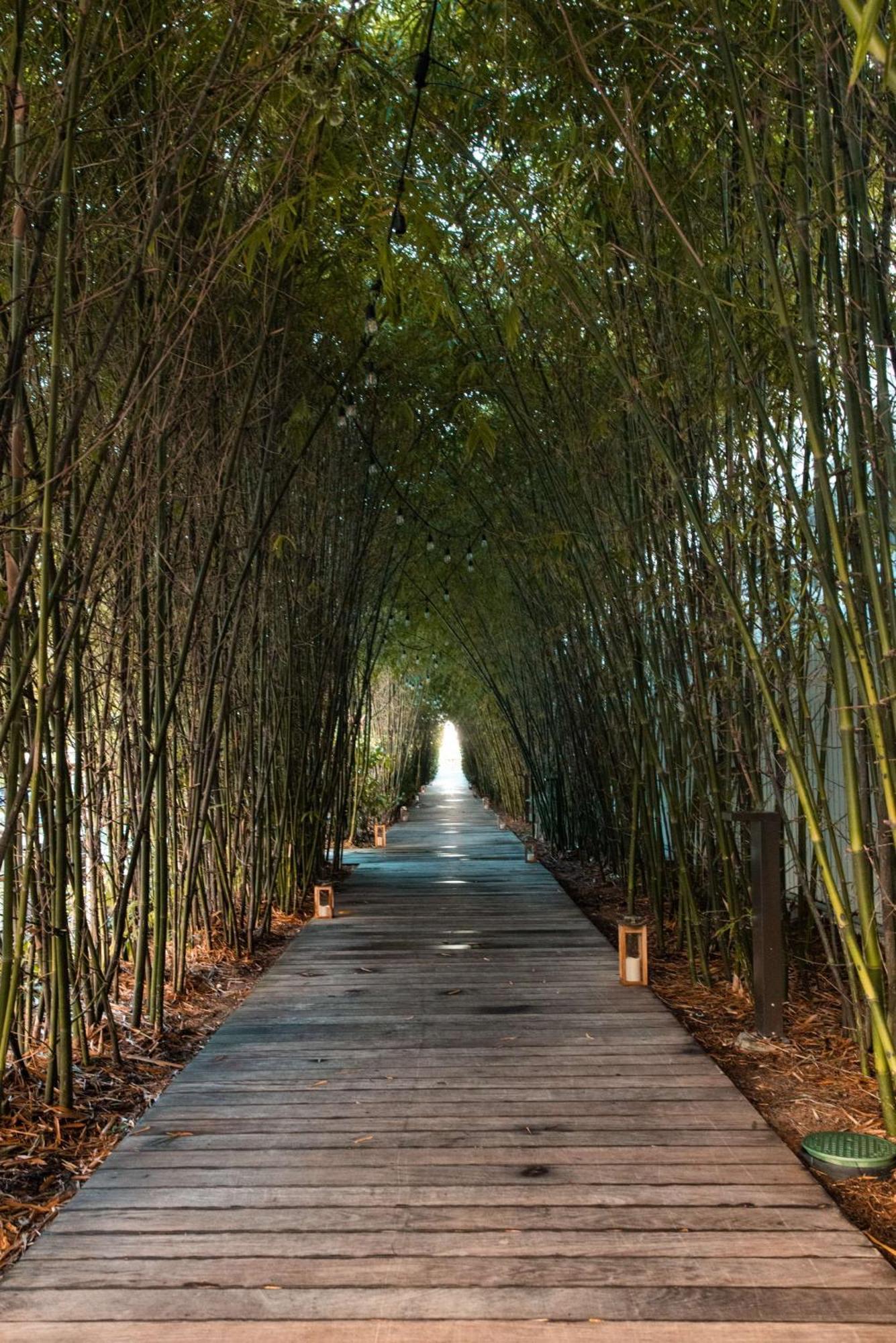 Nautilus Sonesta Miami Beach Bagian luar foto Bamboo forest in China